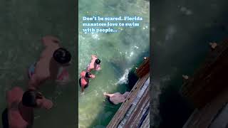 Beach swimmers have a close encounter with a big Florida manatee shorts shortvideo manatee [upl. by Larissa855]