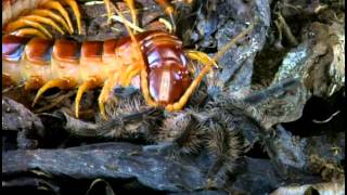 Tarantulas And Their Venomous Relations [upl. by Garcon]