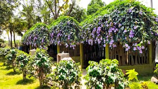 Beautiful Thunbergia grandiflora Care Bengal clock vine care and propagation tips malayalam [upl. by Kelci]