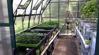 Aquaponics Greenhouse Tour Summer 2023 [upl. by Sira]