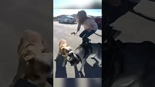 Loose Dog Aggressively Lunges at Husky [upl. by Nahk]