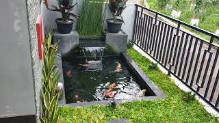 insfirasi kolam ikan koi minimalis bisa dilahan sempit depan rumah atau belakang rumah [upl. by Eelrac]