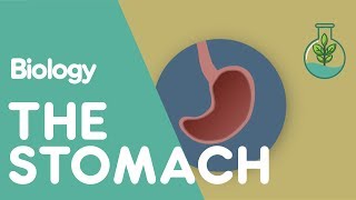 What Does The Stomach Do  Physiology  Biology  FuseSchool [upl. by Saint]