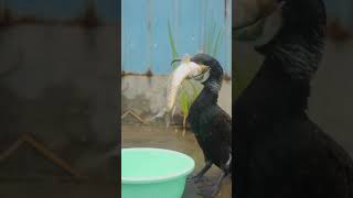 Cormorant eating fish [upl. by Haelat]