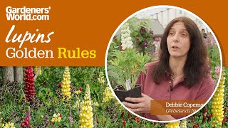 Caring for lupins  Golden Rules [upl. by Abell]