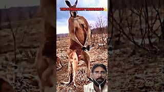 Kangaroo vs man shorts [upl. by Juliano]