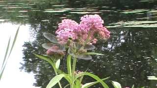 Minnesota Native Plant  Swamp Milkweed Asclepias Incarnata [upl. by Quince906]