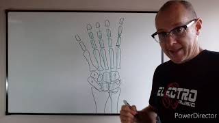 Teórico N° 7 Miología del miembro superior músculos de la mano Dr Luciano Esborrat [upl. by Richy]