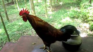 Rooster Crowing HD Video [upl. by Egwan461]