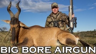 Big Bore Airgun Hunting  Red Hartebeest with the Benjamin Rogue 357 [upl. by Itsa]