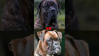 PRESA CANARIO VS CAUCASIAN SHEPERDBOXERGULL DONGPITBULL [upl. by Haman145]