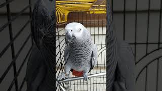 Grey parrot  pet  🦜 cute parrot Grey Parrot  Pets  Birds parrot pets shorts viralvideo [upl. by Airtap]