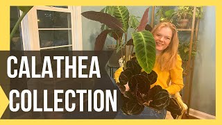 My 2021 Calathea Collection  15 Varieties of Prayer Plants  Soiled Plant [upl. by Lundin]