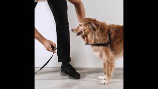 How to wear a Zee Dog soft walk harness [upl. by Anahgem]