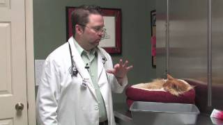 Dog amp Cat Diseases  About Feline Toxoplasmosis [upl. by Fong]