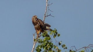 Канюк обыкновенный на охоте Buteo buteo [upl. by Gregoire372]