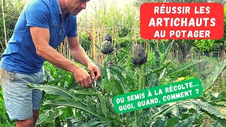 COMMENT CULTIVER LARTICHAUT AU POTAGER  Culture décorative et nourrissante [upl. by Morten]