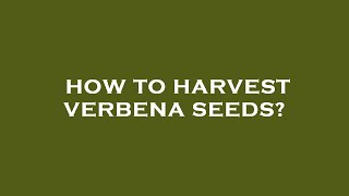 How to harvest verbena seeds [upl. by Jessamyn14]