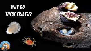 The Worst Parasites in the Ocean [upl. by Aznofla]