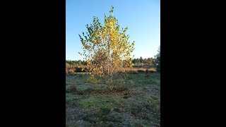 Le Bouleau une plante pionnière  Monjardindansleslandes [upl. by Cicely]