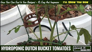 Hydroponic Dutch Bucket Tomatoes Episode 36 [upl. by Jonah]