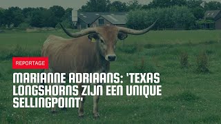 Melkveehoudster Texas Longshorns zijn een unique sellingpoint [upl. by Dnesnwot]