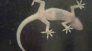 Translucent Gecko On My Kitchen Window [upl. by Ttezzil]