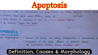 Apoptosis 12 [upl. by Laitselec]