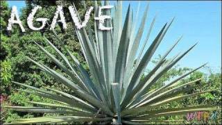 What Is Agave How to Use Agave Agave Sweet Tea Recipe [upl. by Eelegna]