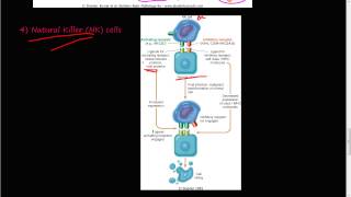 67P  Innate Immunity NK cells Natural Killer Cells [upl. by Flavia]