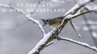 CAT TV  Your Cats Front Row Seat to the Cozy Wonderland 😻❄️ BirdsSquirrelsGeese [upl. by Caril]