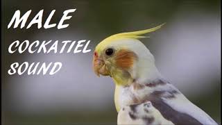 Male Cockatiel Sound [upl. by Yeliab613]