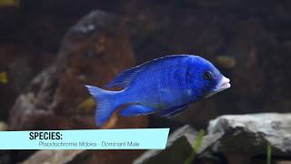 CichlidSpecies  Placidochromis Phenochilus Mdoka White Lips [upl. by Bisset]