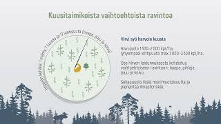 Skogsvård och älg  Skötsel av granplantbestånd [upl. by Macfarlane771]