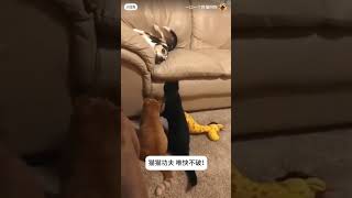 CAT funny cute subscribe [upl. by Stefanac]