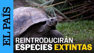 ECUADOR  El Proyecto Floreana reintroducirá animales extintos de las islas Galápagos  EL PAÍS [upl. by Duncan]