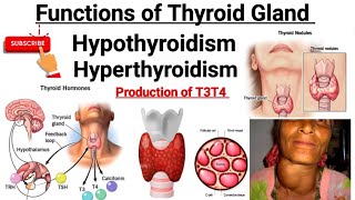 Functions of Thyroid hormone  Thyroid gland  Hypothyroidism  Hyperthyroidism [upl. by Jaeger294]