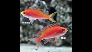 Best Anthias For Saltwater Aquariums [upl. by Tess]