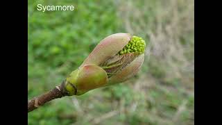 Anthocyanin Pigments and Plant Defences [upl. by Igig]