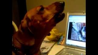 Guaranteed to make your dog howl dachshund edition [upl. by Goeselt82]