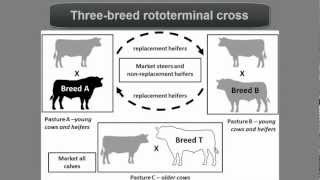 Beef Cattle Crossbreeding Systems [upl. by Hinch]