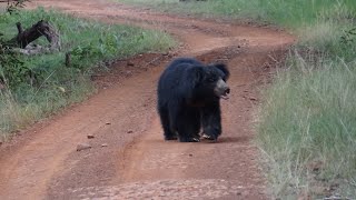 Sloth Bear Fight  TATRMaharashtraIndia [upl. by Thebault10]