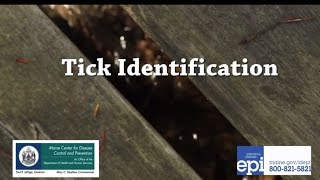 Tick Identification [upl. by Levina]