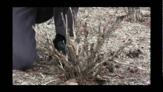 How to Prune Tree Peonies in Late Winter Video [upl. by Sanoy]