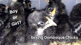 How to tell Dominique chick cockerels from pullets [upl. by Lliw]