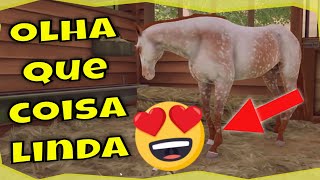 😮 Voltando com Video de Breeding  Os Cavalos Mais Lindos  Rival Stars Horse Racing [upl. by Ruhnke]