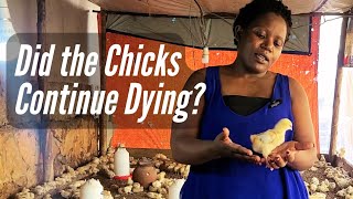 How to take care of baby chickshow to reduce on mortalities at your farm [upl. by Eimmac]