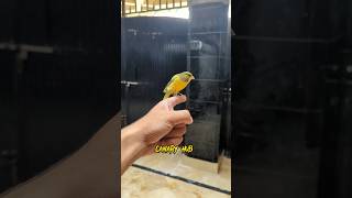 Canary bird chirping foryou fyp canary kenari canario shorts youtubeshorts viral explore [upl. by Brighton483]