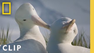 Albatross Love Story  Incredible Animal Journeys  National Geographic [upl. by Hollingsworth309]