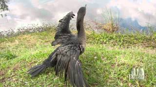 Florida Everglades  The Anhinga Trail [upl. by Townie]